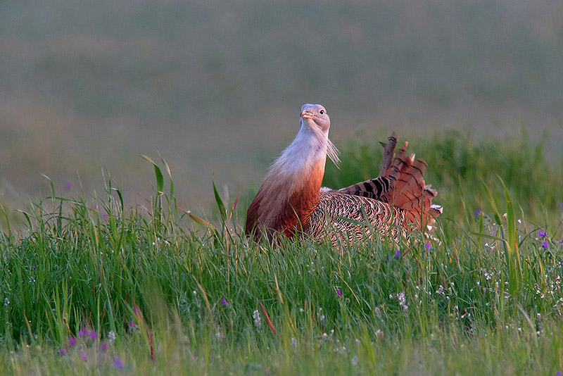 Otarda in Digiscoping